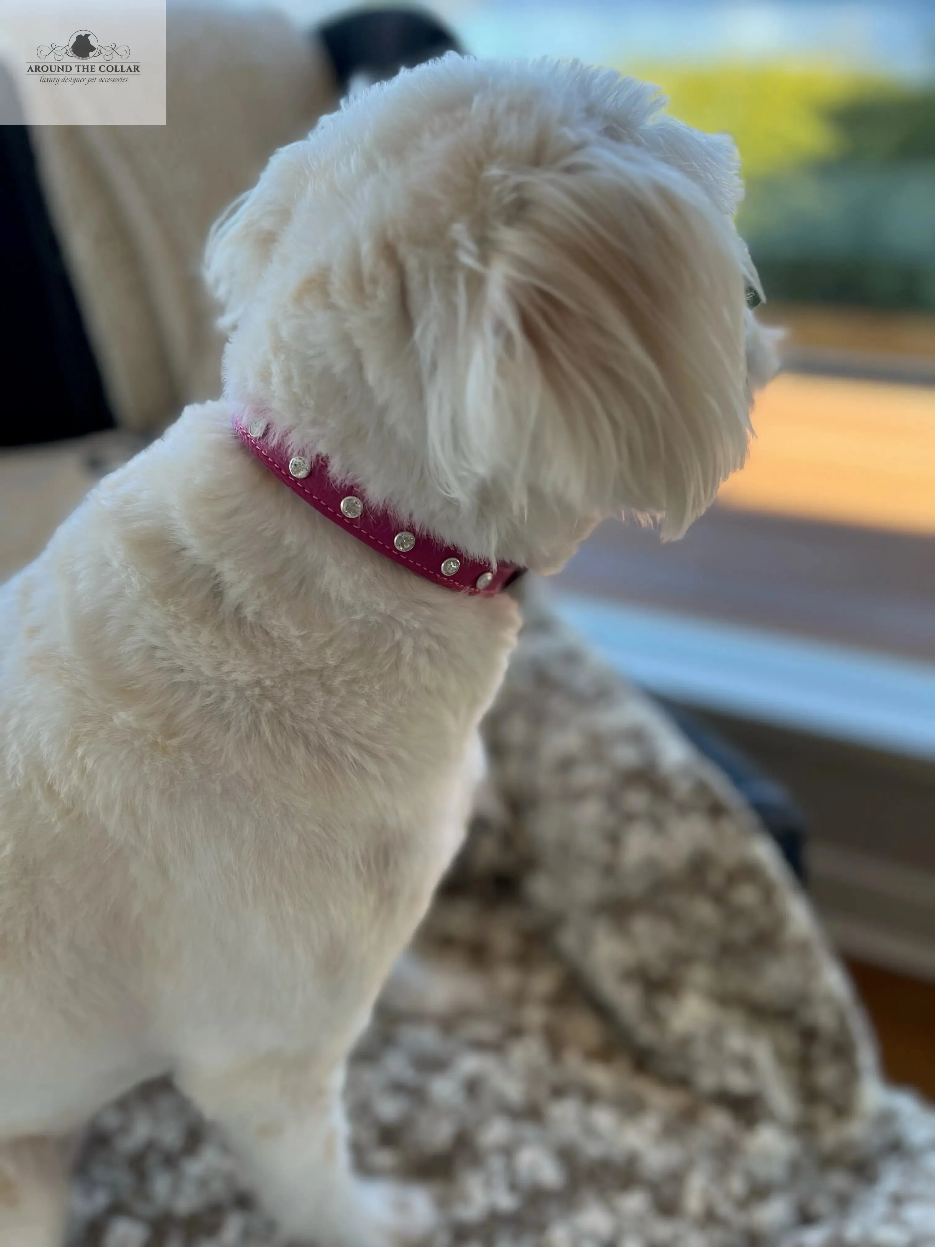 Brie Leather Collar with Single Row Clear Crystals