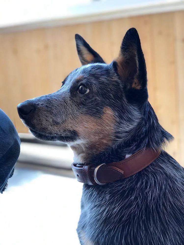 Dallas  Collar